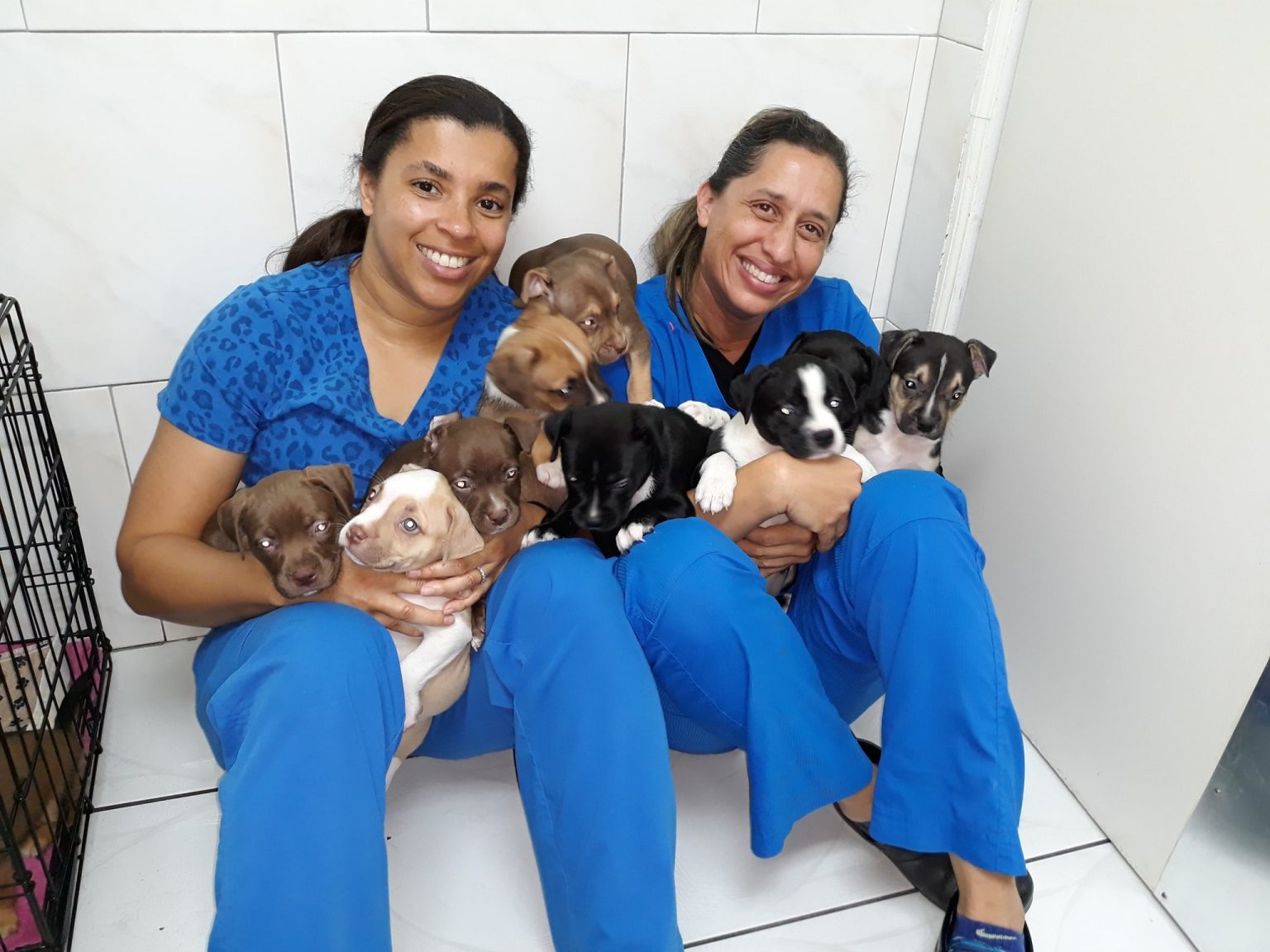 Bienvenido a nuestro hospital | ParkView Animal Hospital